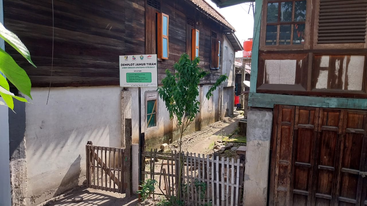 Demplot Jamur Tiram