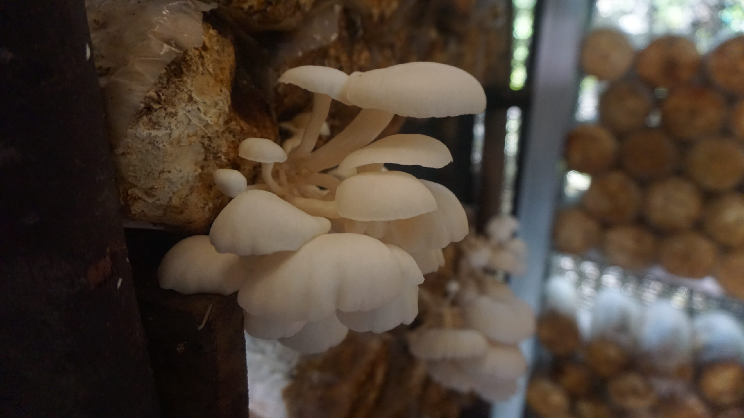 Budidaya Jamur Tiram